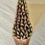 Hand Carved Wooden Block Stamp – Leaf Texture Printing  Indian Wood Stamp for Fabric, Clay